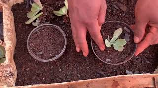 Plantando Suculentas gigantes na terra adubada