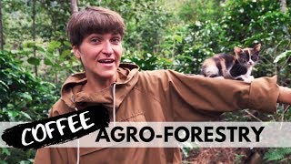 COFFEE AGROFORESTRY IN THE AMAZON @GoctaLab - HAPPY EARTH DAY 2019