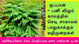 Karuveppilai growing tips in tamil/