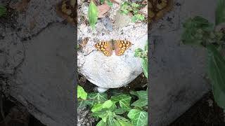 Beautiful Le #Tircis /#SpeckledWood #butterfly in the Jardin des Plantes, Toulouse 🇫🇷