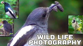 Wild Life Photography Birds | चराहरूको फोटोग्राफी