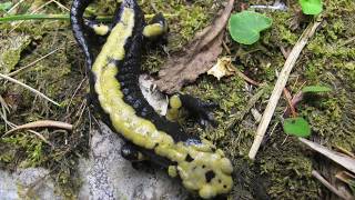 Salamandra atra aurorae