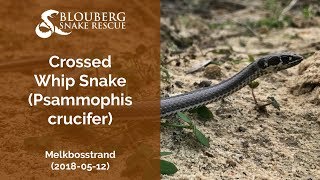 Crossed Whip Snake near Melkbosstrand (20180512)