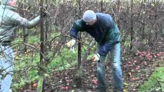 Copella - apple farming