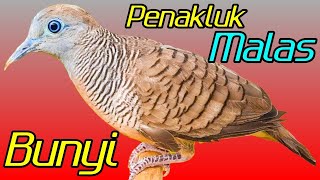 Perkutut lokal gacor suara kecil vokal top untuk pancingan langsung nyaut