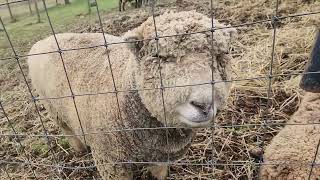 Simpler Times ~ Visit to Historic 1824 Walker Farmhouse Antiques Babydoll Sheep Pennsylvania