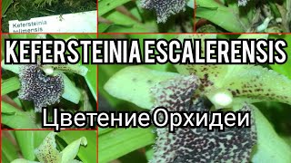 #Kefersteinia#escalerensis# Дэндробиумы#другие#Орхидеи