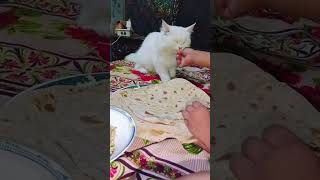 Cute cat eating bread #cat #funny #pets #funnycats #shorts #ytshortsvideo #kitten #catandkittens24