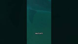 Surfers have close encounter with great white shark in NSW