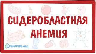 Сидеробластная анемия — причины, симптомы, патогенез, диагностика, лечение