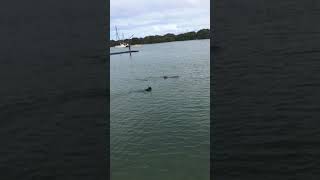 (100% Real) Our dog Jedda, swimming with dolphins.