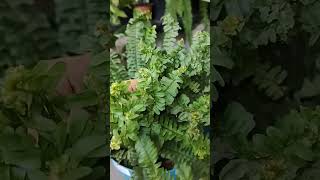 Fern with branches 🪴🌱🌞, #gardening #plantlife #plants #plantshorts #gardeningshorts #houseplants