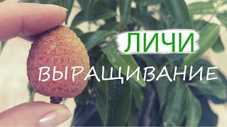 ЛИЧИ | ВЫРАЩИВАНИЕ