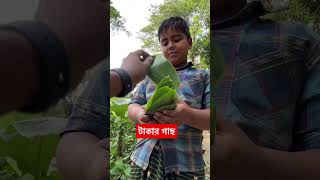 ট্যাকার গাছ #Money tree