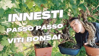 come fare innesti su viti bonsai