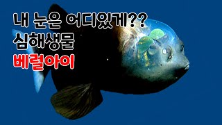 심해에사는베럴아이