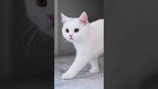 قطة لطيفة مضحكة #cat #shorts