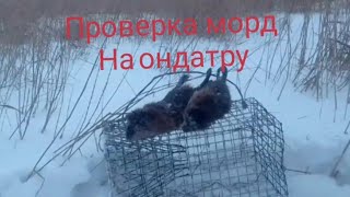 проверка морд на ондатру