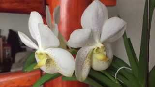 Orchids Blooming Dec 29