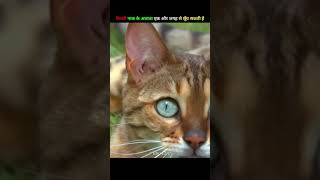 Hidden Facts Of Cats || #sandeepIT #shorts #cat #youtubeshorts #shortvideo #viral #trending