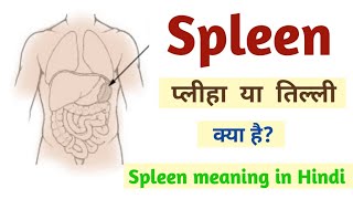 तिल्ली या प्लीहा या स्प्लीन क्या है? spleen meaning in hindi || तिल्ली का आकार तिल्ली बढ़ना क्या है?