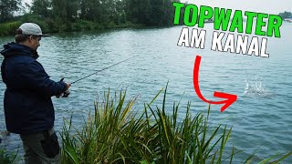 Topwaterangeln am Kanal! || Angeln auf Barsch || Pantoffel angelt