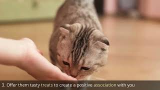 15 Scientific Ways to Get a Cat to Like You 😍 | Clever Cat Corner