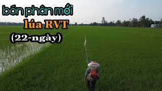 BÓN PHÂN MỚI! lần 2 cho lúa RVT giai đoạn 22 ngày #15 l Thanhdotv