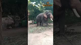 குட்டி 🐘யானை #viral #trending#youtubeshorts #ytshorts #trendingshorts #subscribe#dance#shortsfeed