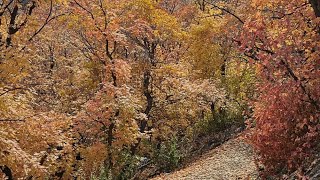 Amazing colors of Fall | Fall colors part 2 | Rang barangay paharo ma trekking