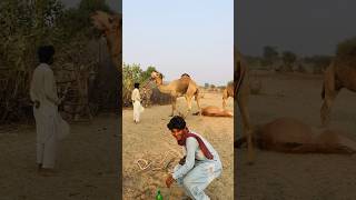 A camel's thunder #shorts  #shortvideo  #youtubeshorts