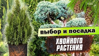 Как правильно выбрать и посадить хвойное растение?