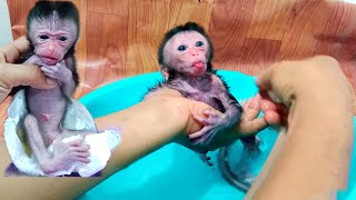 Amaizingly mom take great care full of love to newborn baby monkey..