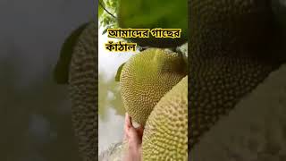 আমাদের গাছের কাঁঠাল, #villagelife #প্রবাসী #shortvideo #villagevlog #villagelifenoakhali