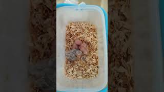 how to hand feed your baby bird from day 14 after hatch to  day 40 free fly