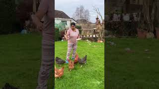 പൂവൻ കോഴി ഇല്ലാതെ കോഴി മുട്ട ഇടോ???#freerangechickenfarming #egglayingchicken #farming #petlover