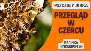 Przegląd Rodzin Pszczelich #pszczoły