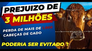 Perda de mais de MIL cabeças de gado, prejuízo de mais de 3 Milhões, Teria como ser evitado ?