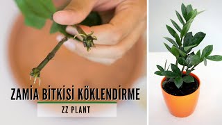 Zamia Bitkisi Köklendirme / ZZ Bitkisi Çoğaltma | Kısa ve Öz