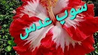 سوپ عدس سالم و دلپذیر