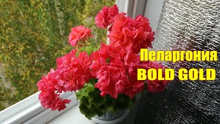 Пестролистная зональная пеларгония Bold Gold