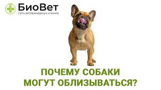 Почему собаки могут облизываться?