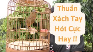 Mã số 214-Họa mi thuần đét xách tay hót tự tin thể hiện bản lĩnh | Khải Chim Tuyên Quang