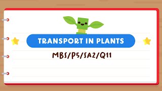 PSLE SCIENCE MADE SIMPLE EP195 | Transport In Plants | What Happens When The Stem Is Removed? 🌿