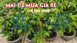 22/06. Mai Ghép 2 Mùa Hàng Chơi Tết, Trồng Đất Cây Đẹp Giá Rẻ.☎Trang 0971.118.064