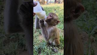 देखो full speed से दूध पीता Baby monkey 🍼🐵 #bandar #monkeyvideo #monkey 0745