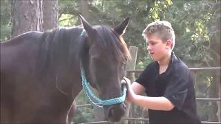 Tennessee Moon, Walker Gelding, Great Riding Horse