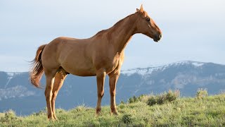 Top Ten Best Horse Breeds in the world