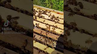 Bees