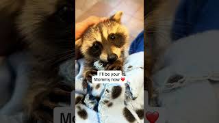 This woman rescued a baby raccoon that lost its mother and adopted it #animalshorts #raccoon